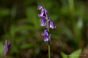 Bluebells