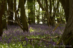 Bluebells