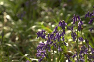 Bluebells