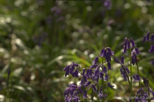Bluebells