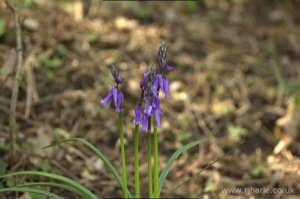 Bluebells