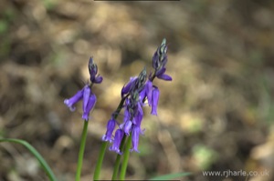 Bluebells