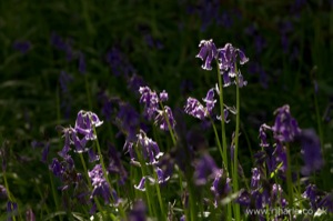 Bluebells