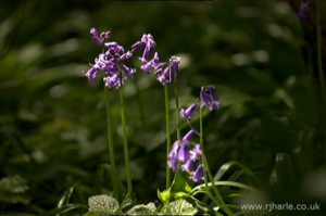 Bluebells