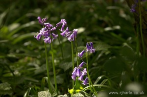 Bluebells