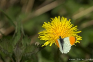 Butterfly on a Dandelion