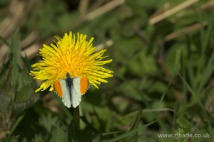 Butterfly on a Dandelion