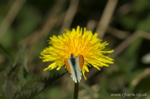 Butterfly on a Dandelion