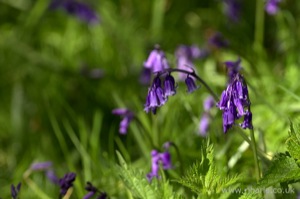 Bluebells
