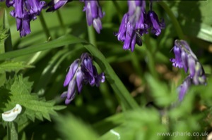 Bluebells