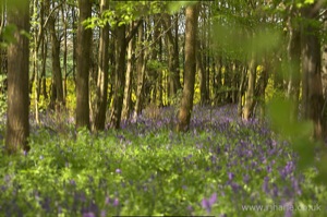 Bluebells