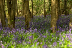 Bluebells