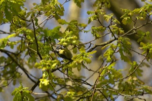 Bluetit Feeding