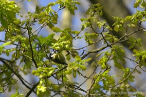 Bluetit Feeding