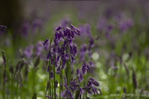 Bluebells