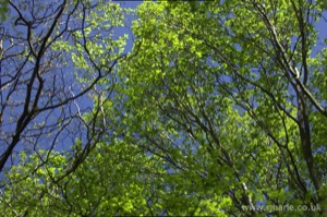 View Through the Canopy