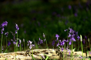 Bluebells