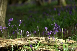 Bluebells