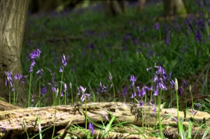 Bluebells