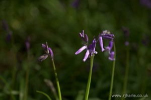 Bluebells