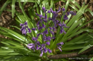 Bluebells