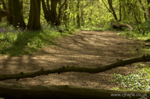 Tree Branch Across the Path