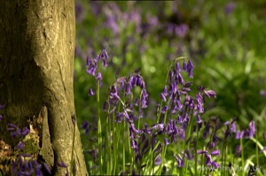 Bluebells