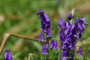 Bluebells