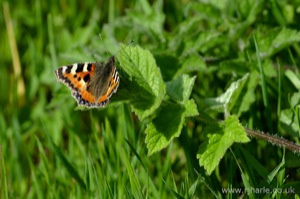 Small Tortoiseshell Butterfly