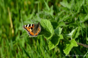Small Tortoiseshell Butterfly