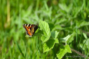 Small Tortoiseshell Butterfly
