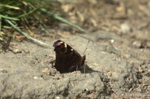 Small Tortoiseshell Butterfly