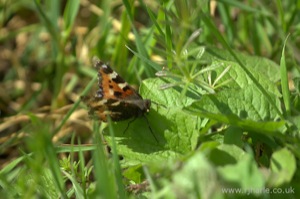 Small Tortoiseshell Butterfly