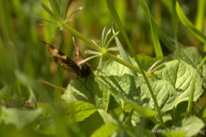 Small Tortoiseshell Butterfly