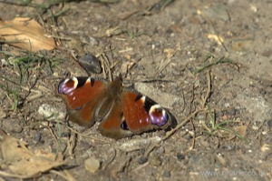 Small Tortoiseshell Butterfly