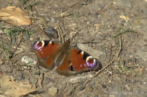 Small Tortoiseshell Butterfly
