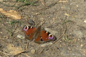 Small Tortoiseshell Butterfly