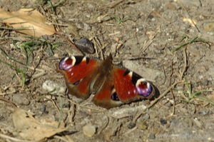 Small Tortoiseshell Butterfly