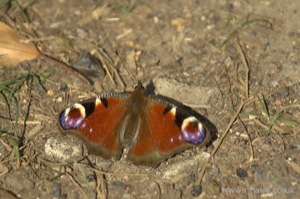 Small Tortoiseshell Butterfly