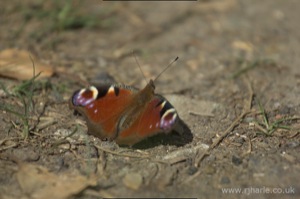 Small Tortoiseshell Butterfly