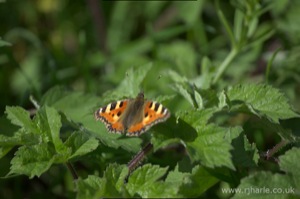 Small Tortoiseshell Butterfly