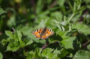 Small Tortoiseshell Butterfly