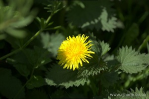 Dandelion