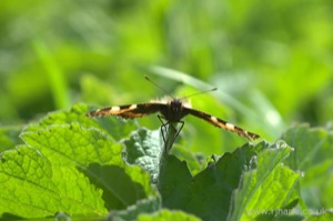 Small Tortoiseshell Butterfly