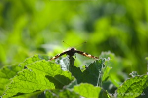 Small Tortoiseshell Butterfly