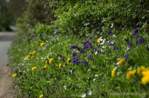 View Down the Hedgerow