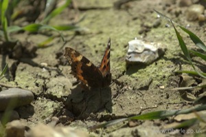 Small Tortoiseshell Butterfly