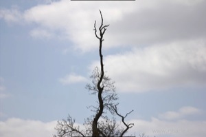 Leafless Tree