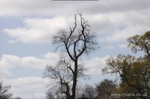 Leafless Tree