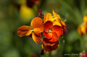 Garden Flowers